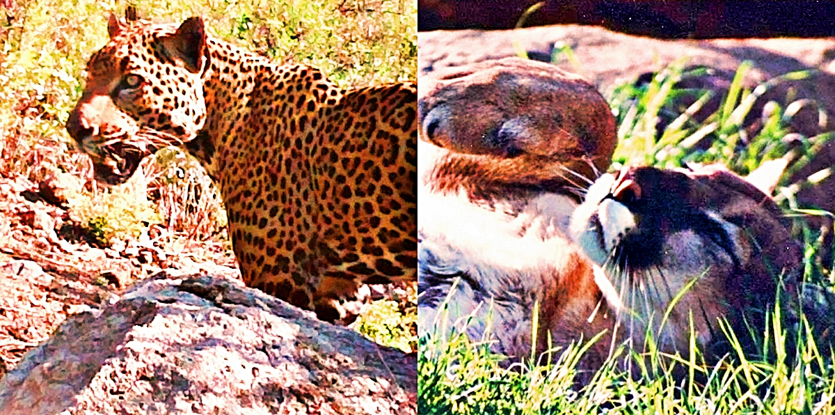 Jaguar-vs-Cougar