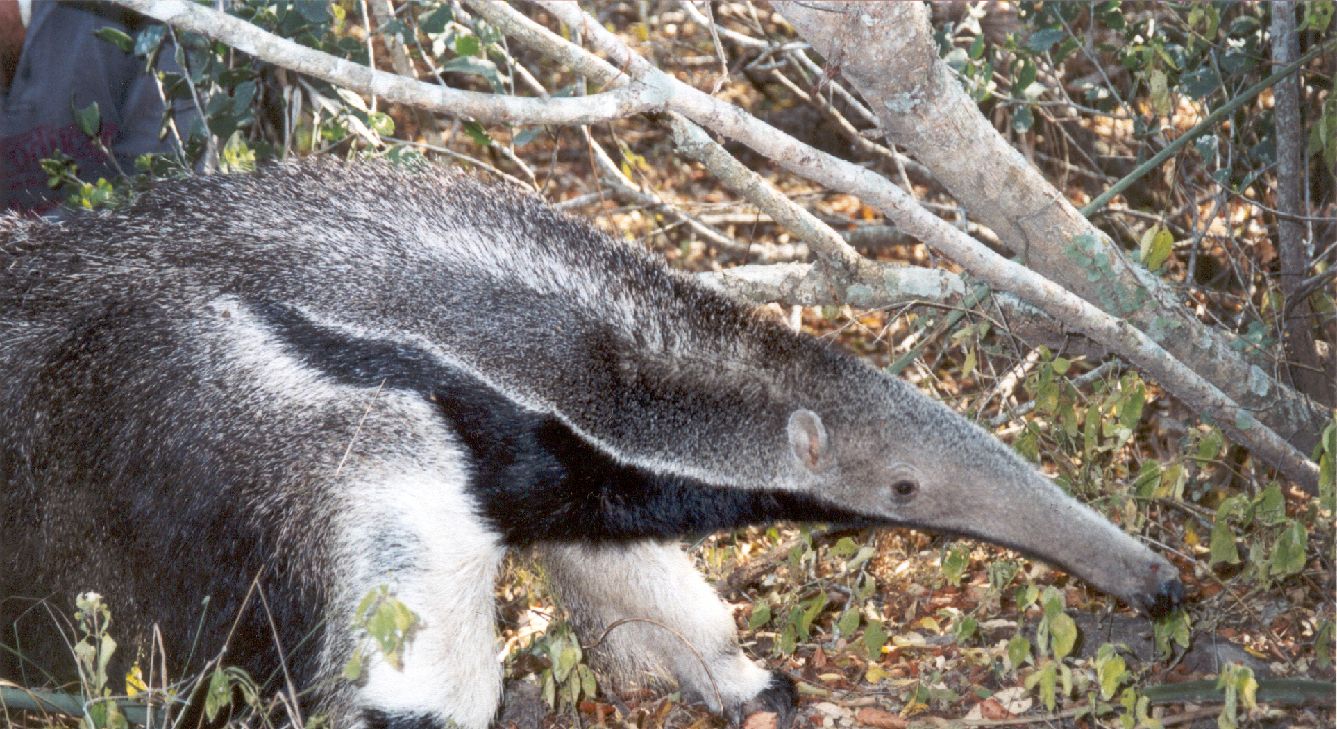 giant anteater eating ants