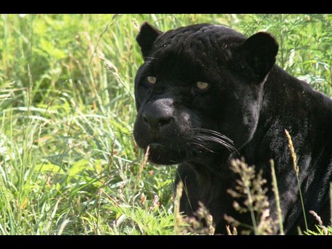 Panther Facts 20 Amazing Facts About Panthers Facts Net Wild Animal Wallpaper Panther Facts Black Jaguar