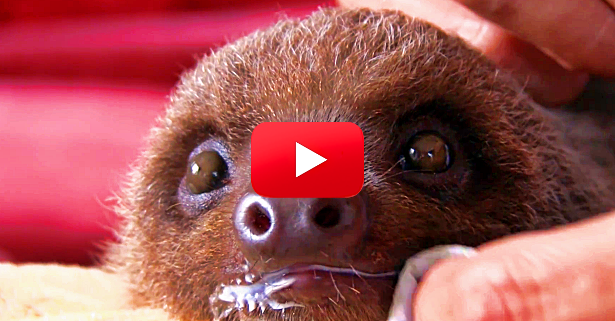 I\'ve Never Seen So Many Baby Sloths - Cuteness Overload! - The ...