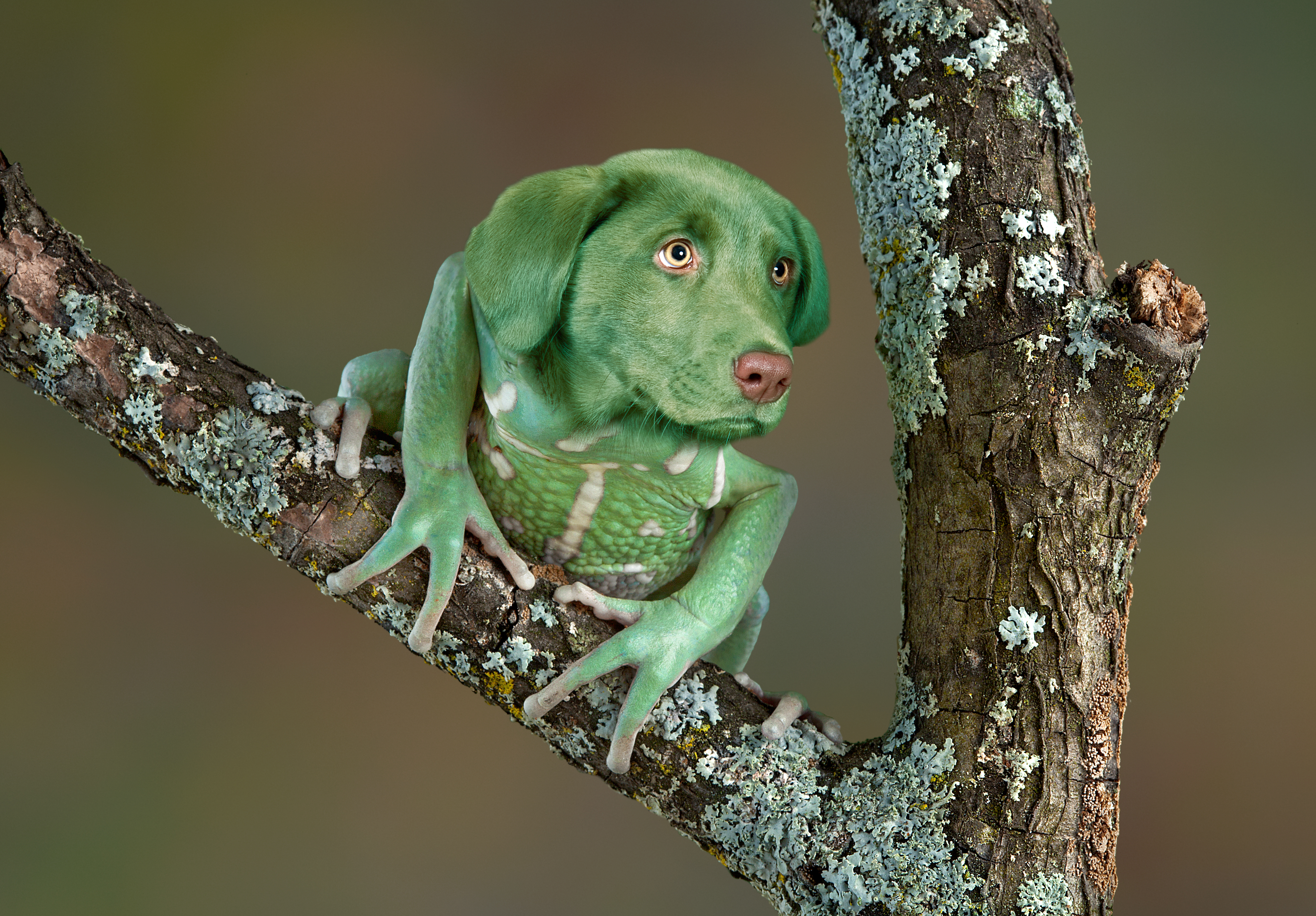 6 Animal Hybrids So Crazy They Don't Even Seem Real - The Rainforest Site  News
