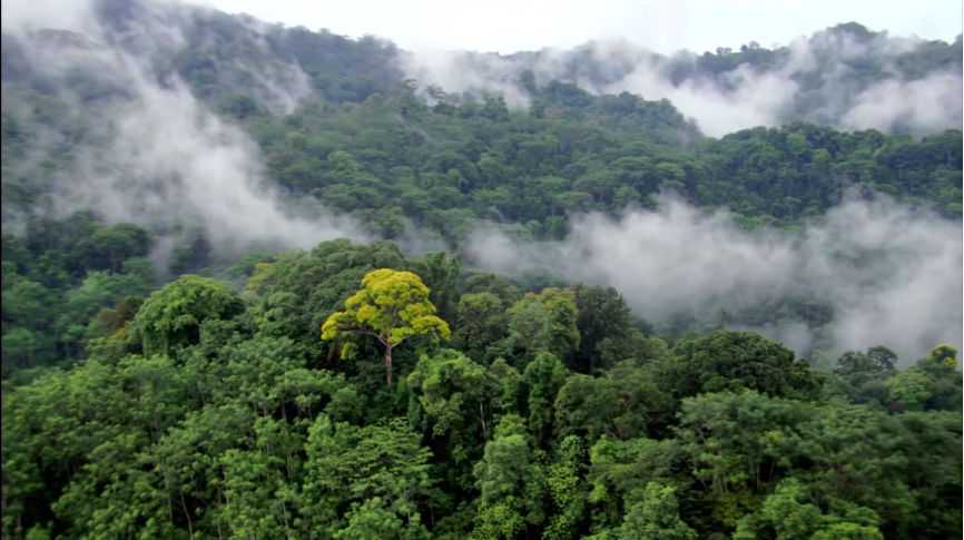 Nature Doesn't Need Humans - Need Nature! The Rainforest Site News